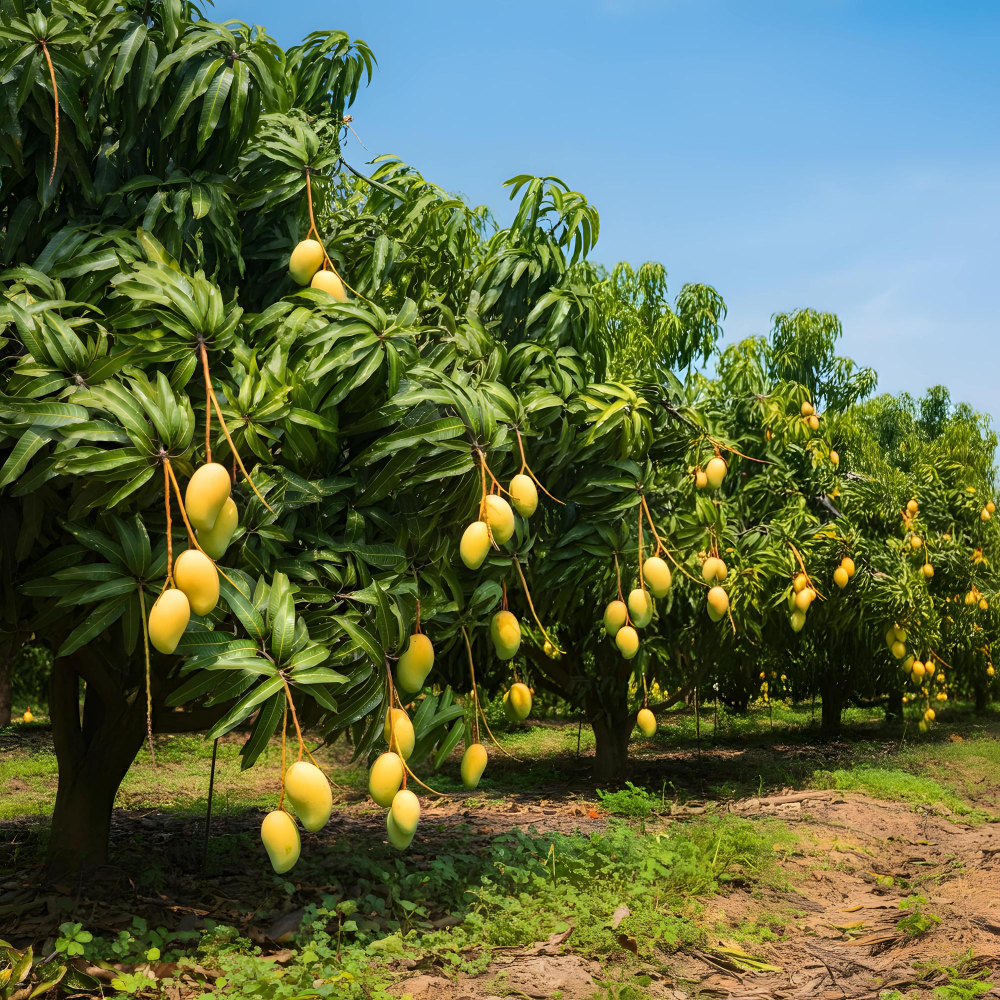 Mango orchard with drip irrigation in India