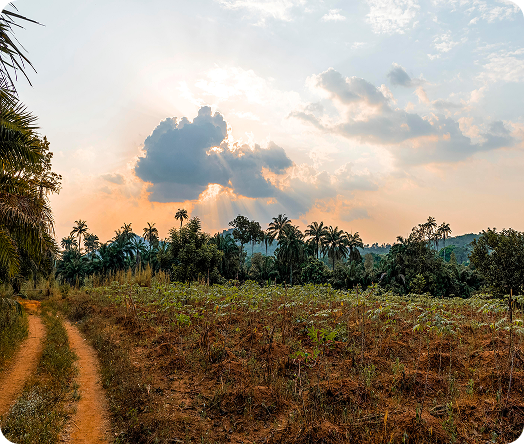 Mango orchard thriving in red soil farm land near Chennai