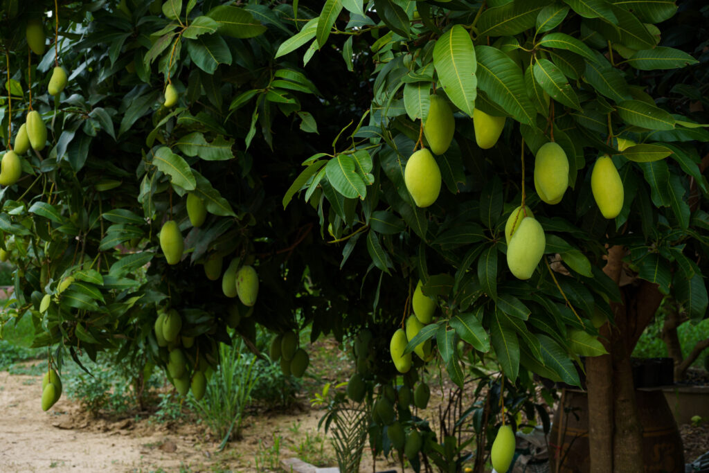 Mango orchard with healthy trees and ripe fruits