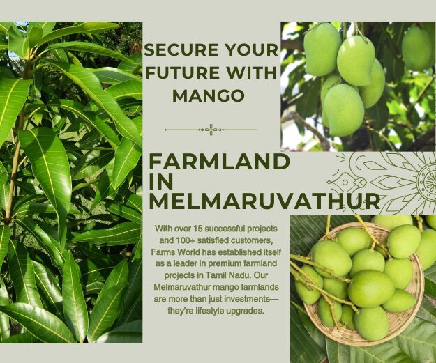 Mango Farmland in Melmaruvathur by Farms World