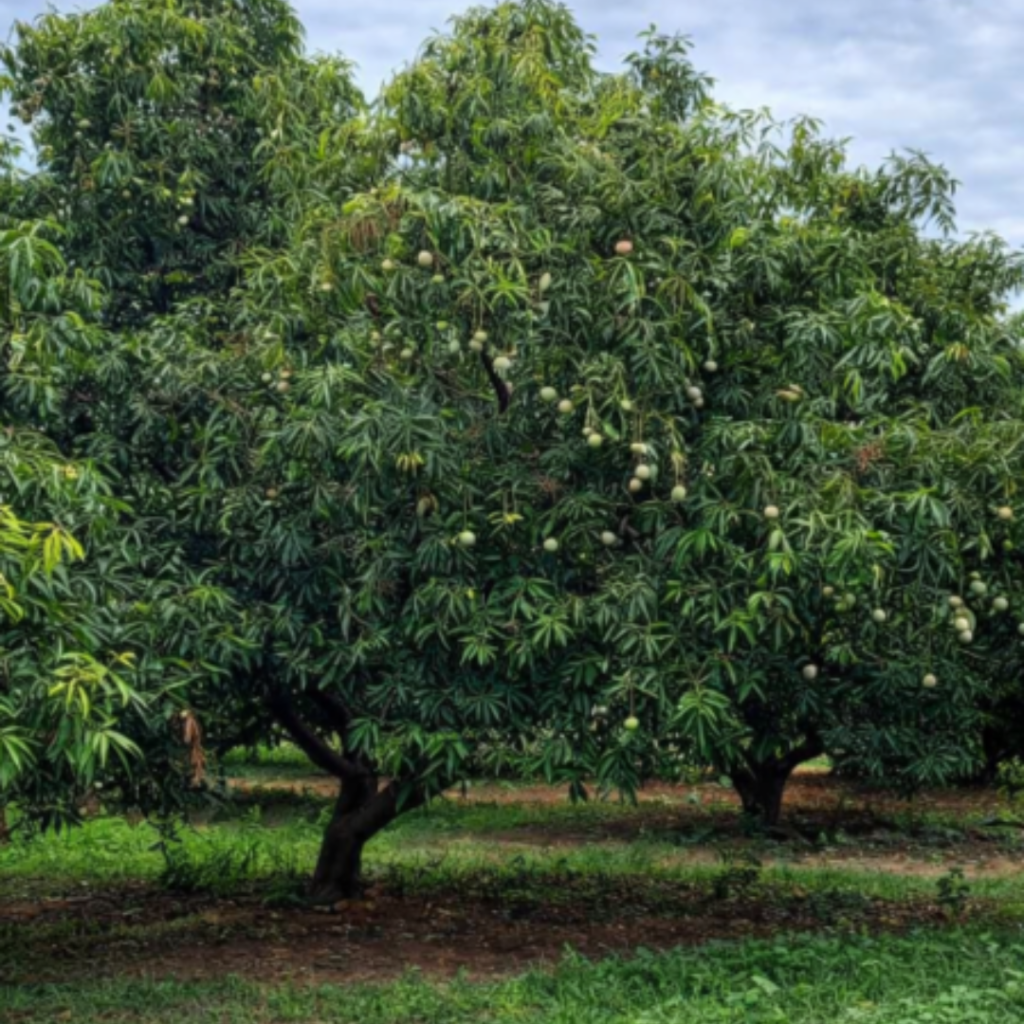 farmland in Gummidipoondi