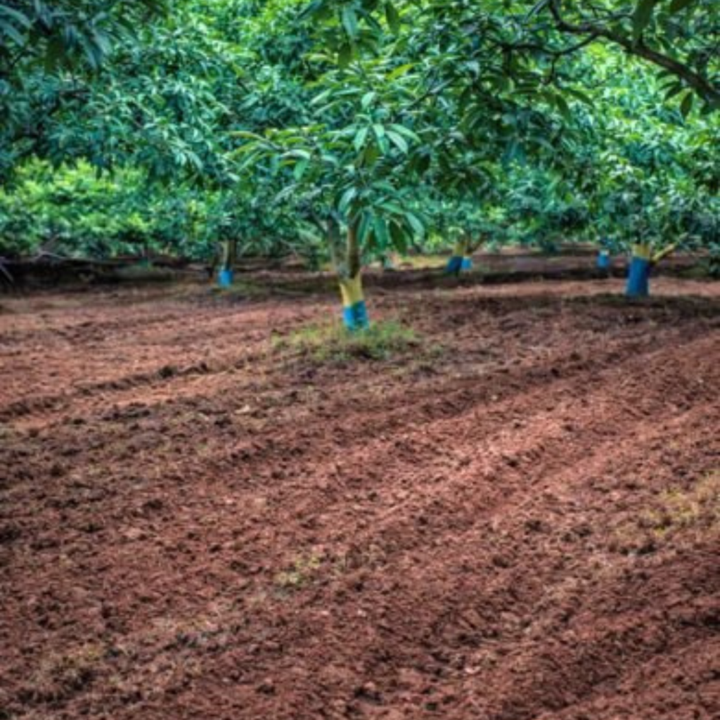 Red Soil Farmland